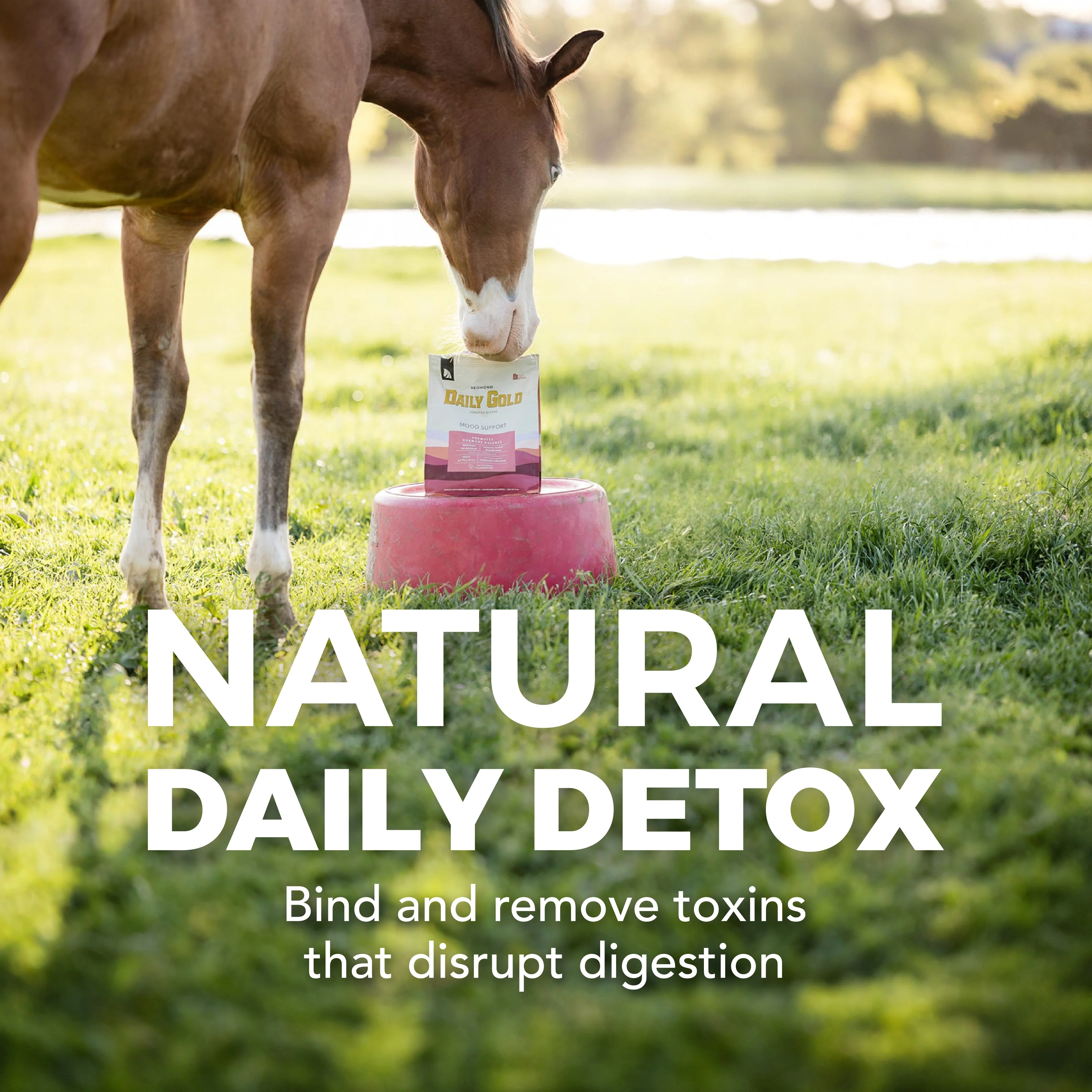 Daily Gold® Mood Support - Horse Gut Supplement - Image 5