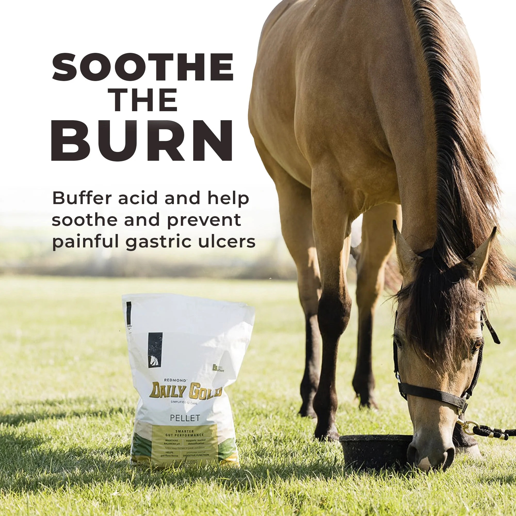 Daily Gold® - Horse Gut Supplements - Image 6