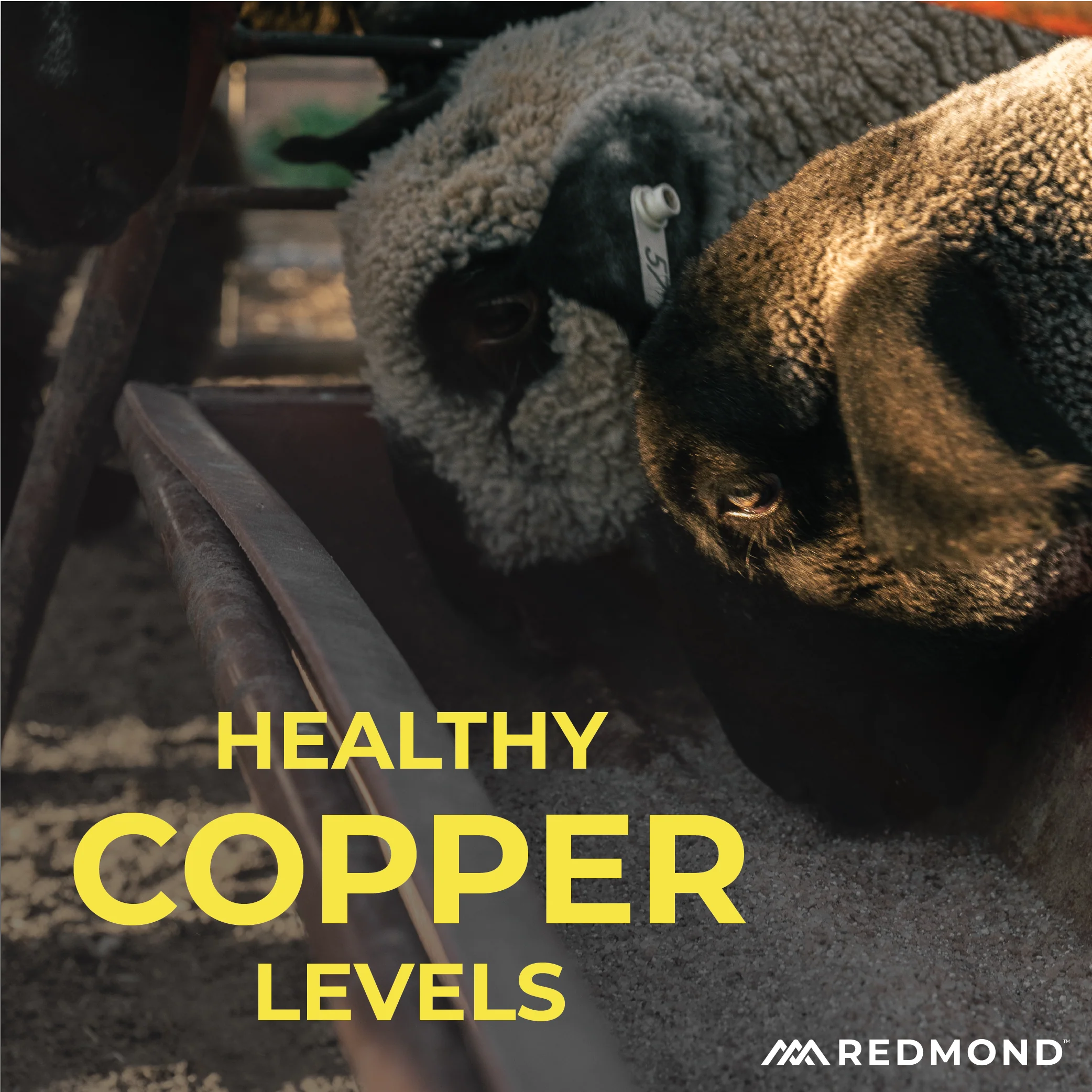 Sheep Mineral - Image 7