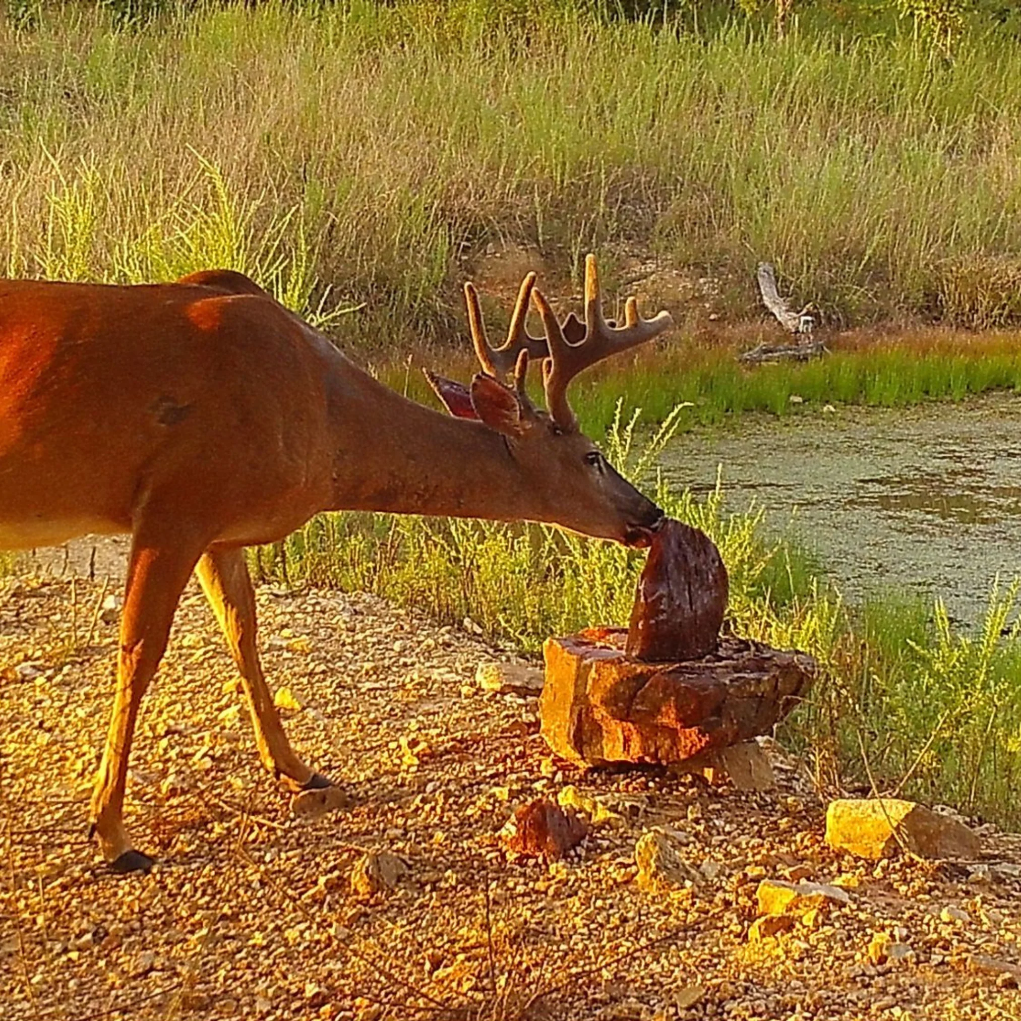 Trophy Rock® – Salt Lick for Wildlife - Image 2