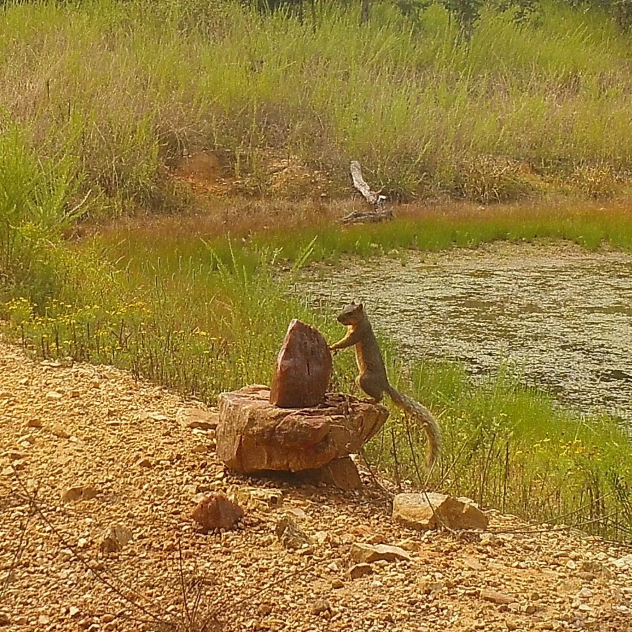 Trophy Rock® – Salt Lick for Wildlife - Image 3