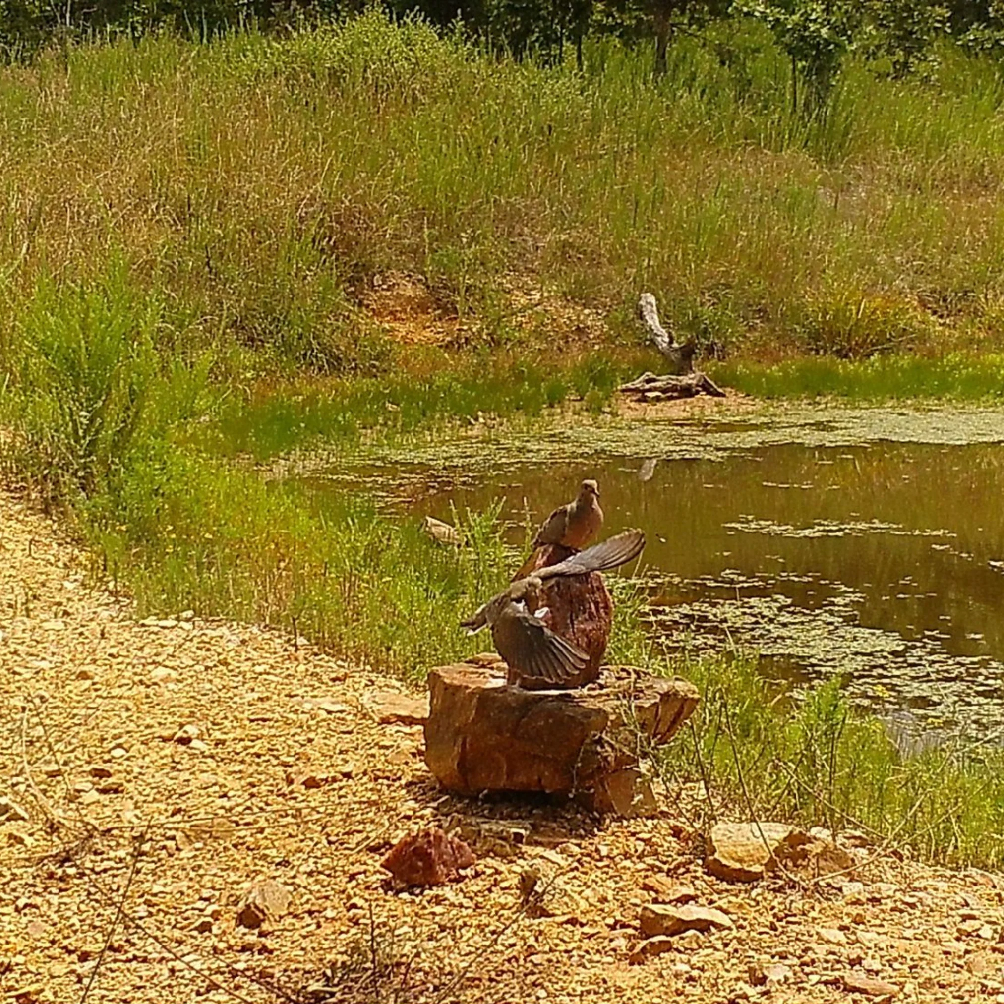 Trophy Rock® – Salt Lick for Wildlife - Image 7